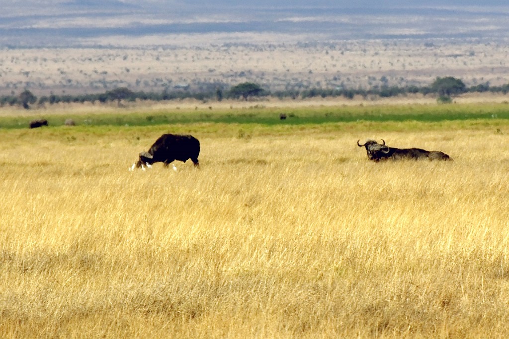 Kenia (151).jpg
